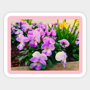 Violets Blossom In The Spring Sticker